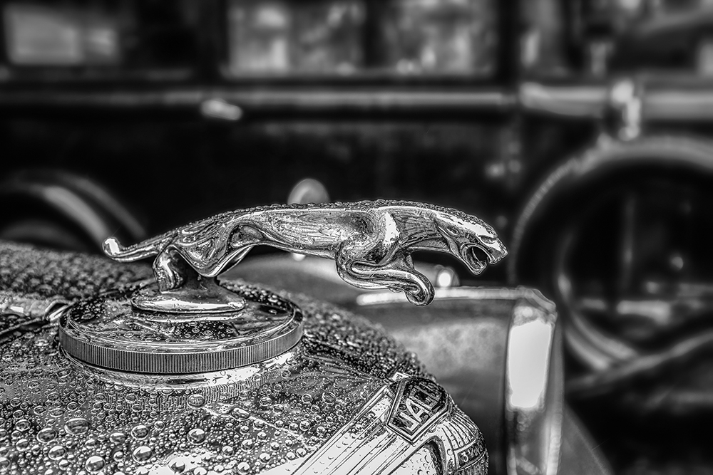 Brussels Jaguar hood ornament BW Brussels Belgium