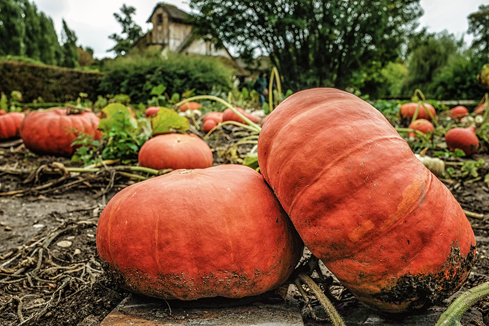 Paris Versailles Hamlet pumpkins Paris France