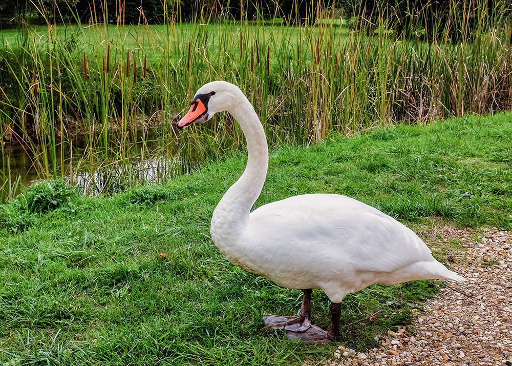 Paris Versailles goose Paris France