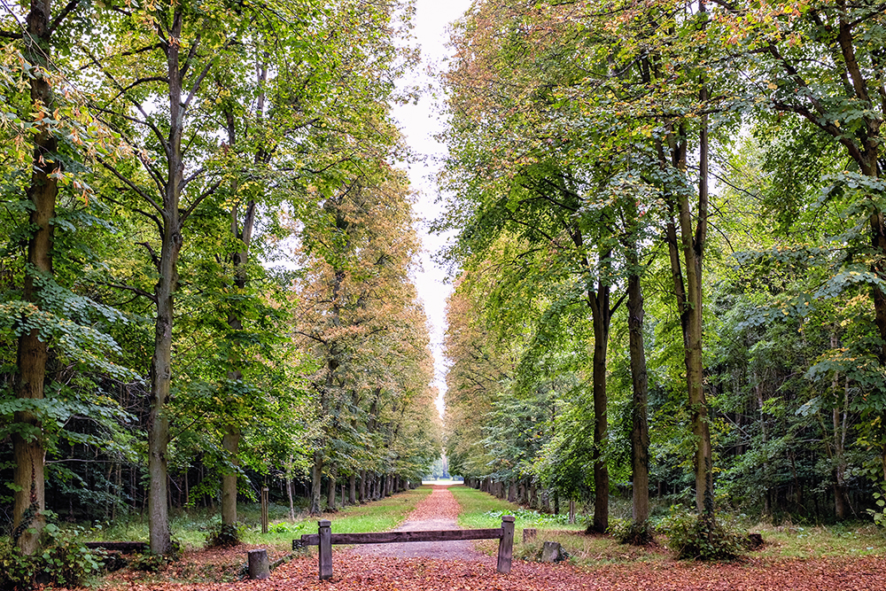 Paris Versailles tree grove wooden fence Paris France