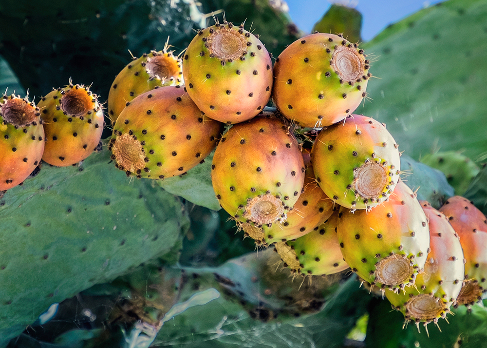 Prickly Pear cactus Trujillo Spain