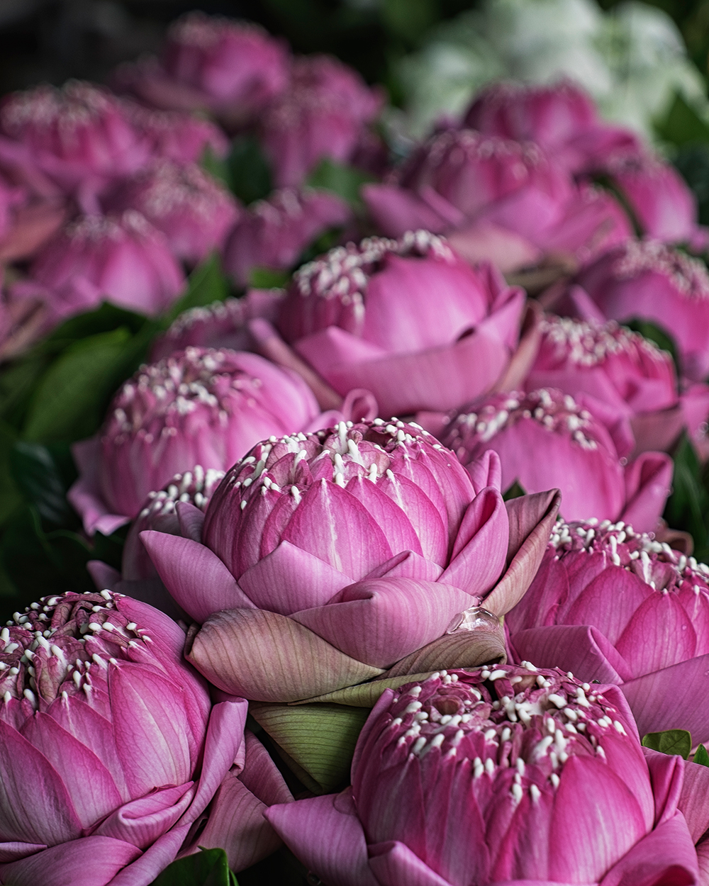Pak Khlong Talat Flower market lotus blossoms Bangkok Thailand